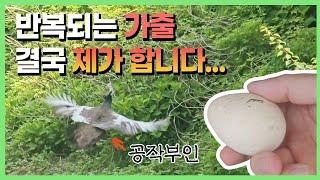 갑자기 생겨버린 공작 알x5