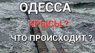 7 сентября .Одесса.Шторм.Что происходит на пляже.Крысы .Это надо видеть