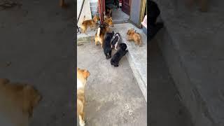 A group of puppies following a piggy is so cute and funny  