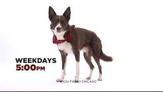 WCIU U-DOG Sweet Sundance TV Promo