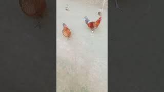 animal videos#shorts #ytshorts #trending