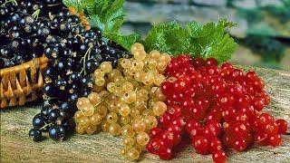 How to Plant Blackcurrants & Currants: Easy Fruit Growing Guide