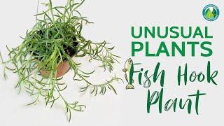 Unusual Plants You Need: The Fish Hook Plant | Houseplant Resource Center