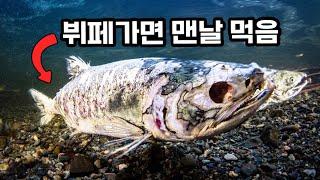 눈이 빠지고 몸이 잘려도 끊임없이 헤엄치는 좀비 물고기 (한국인 100%가 먹어봄)