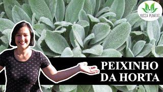 Peixinho da horta: aprenda a cultivar esta delícia!