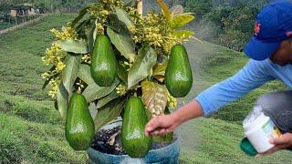 YA NO ESPERES AÑOS PARA TENER AGUACATE UTILIZANDO LA MEJOR TÉCNICA DE CULTIVO