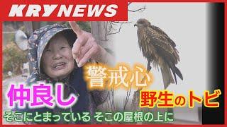 【野生のトビと仲良し】７年にもなる交流に密着・警戒心の強いトビ（鳶）と仲良しの山口県下関市豊北町の夫婦・日々の楽しみとリハビリを兼ねる