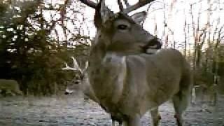 Big Whitetail Buck on trail camera