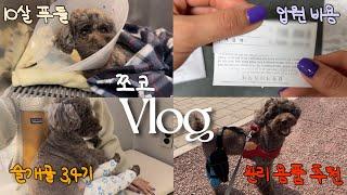  10살 강아지 슬개골 탈구 수술 비용 얼마나 들까? | 수술 후 관리 용품 추천 | 슬개골 탈구 증상부터 수술 후 입원까지 쪼코의 일상(a.k.a 쪼코 vlog)