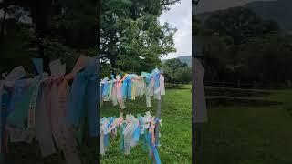 영원히 사는 천년 수령 은행나무 영동 영국사 수호신