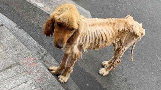 A emaciated straydog,amazing transformation from a walking skeleton to a thriving life after rescued