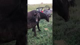 Digger is looking to be a stud prospect for us. #ranch #stud #aqha #showmethegoodlife