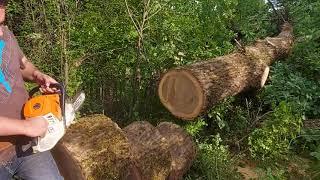 Stihl 500i cutting firewood and big oak