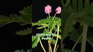 ronnie plants  #shorts #feedshorts #feed #tranding #tiktok #plants #ytshorts #youtubeshorts #yt #ig