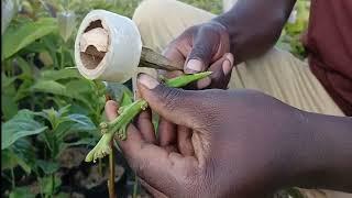 Avocado Farming Episode 1:  Nursery Management - Setting the Foundation for Healthy Avocado Trees