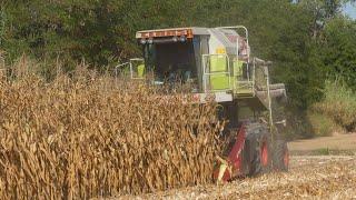 MAIS HARVEST  | CLAAS DOMINATOR 78H + Spannocchiatore OLIMAC 5 file  | JD 5720 | FIATAGRI 80.66 DT