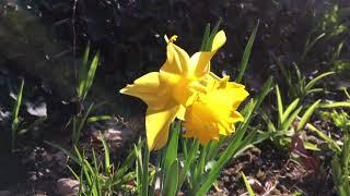 Stephanie Cyr reads William Wordsworth