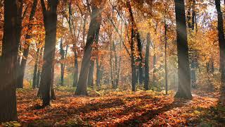 Forest Magic ‍️ Healing Dance Music Original