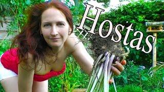 Hostas: How to devide your hostas - Grow a Beautiful Garden with Scarlett