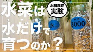 【水菜は無肥料で育つって言うから】ペットボトルで水耕栽培したら驚きの結果になりました｜種まきから収穫まで