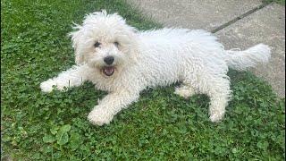  Live Puppy Grooming - Very First Time - Bichon Frise