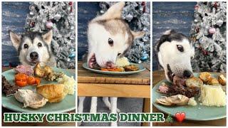 Christmas Dinner For The Huskies!