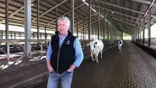 Housing design for dairy cattle