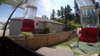 Hummingbirds WestKelowna May18