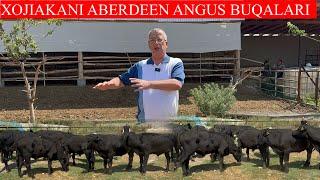 XOJAKANI 100+100 LIK ABERDEEN ANGUS BUQALARI KELDI NARXLARGA MAZZA QIVORASIZ 