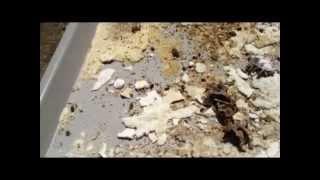 Small Hive Beetle Control Experiments
