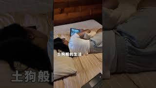 我土狗般ㄉ生活