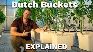 Everything you need to know about DUTCH BUCKET HYDROPONICS!