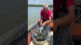 new fish catching videos #fishing #fish #net #videoshort