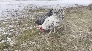 Rooster stands Guard over Hen!