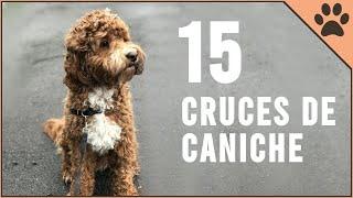 15 Cruces De Caniche | Perros Mundo