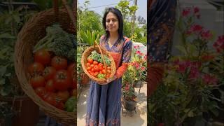 Grow your Own Food #terracegarden #shorts #youtubeshorts