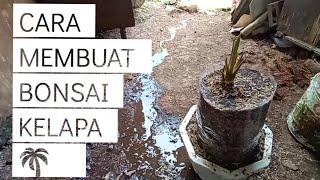 CARA MEMBUAT BONSAI KELAPA