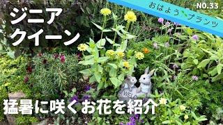 【真夏の庭植物】NO.33 頼もしいジニア‼︎色も素敵真夏に咲くミニバラ2022.8.15撮影