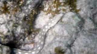 snorkeling @ cas abao, Curacao - spotted snake eel.MTS