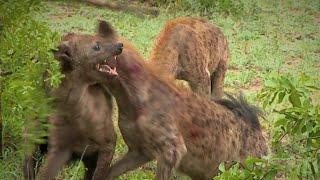 Hyena rips off another hyena's ear  - WARNING: Graphic. Not for sensitive viewers