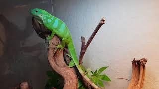 Alan, my fiji iguana