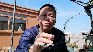 花店老板永远不会告诉你！大花盆底下放“1物”，10年不烂根