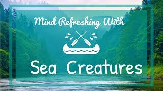 Mind Refreshing With Sea Creatures | Calm Music | Meditation | Mood Moderating |