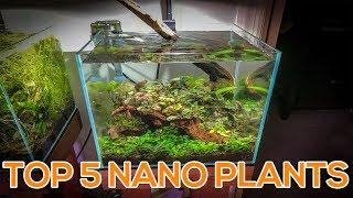 TOP 5 NANO AQUARIUM PLANTS