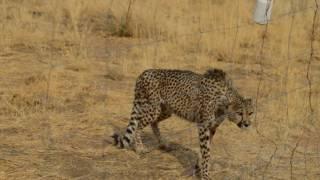 meal time for the cheetah camps