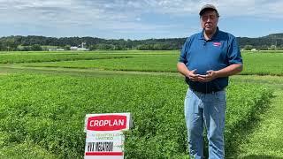 New CROPLAN® AA Alfalfa Lineup | WinField United