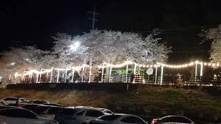 대전 대청호 #벗꽃길~~#