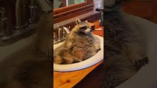 Raccoon caught chilling in the bathroom sink.