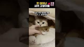 갓 태어난 새끼 고양이들