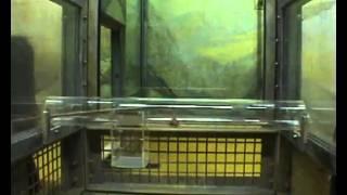 How great apes perform on a modified trap-tube task